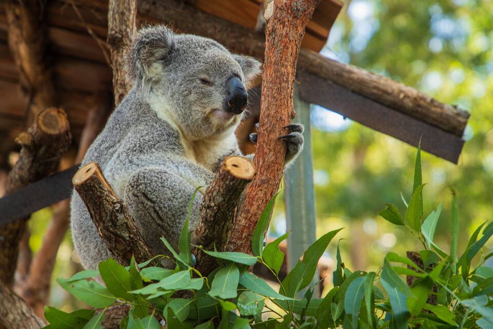 Un koala aferrado a una rama en un entorno natural.