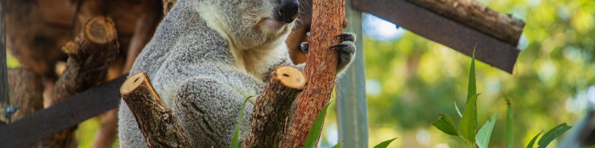 Koala Hospital showing zoo animals and cuddly or friendly animals