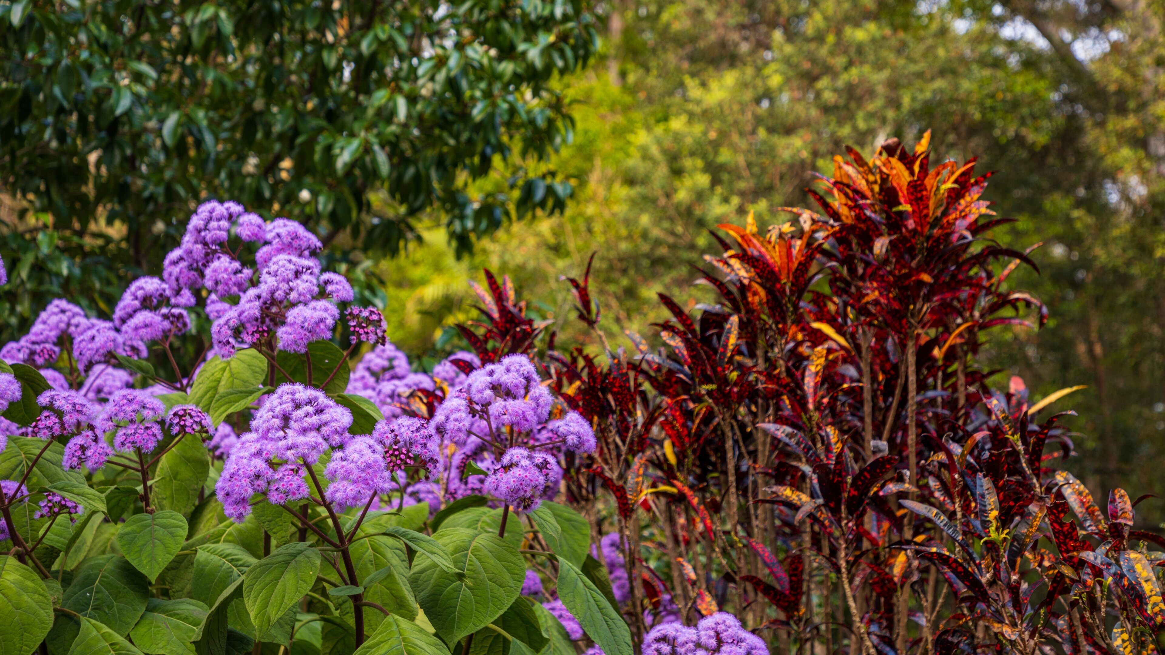 North Coast Botanic Gardens showing wildflowers and a garden