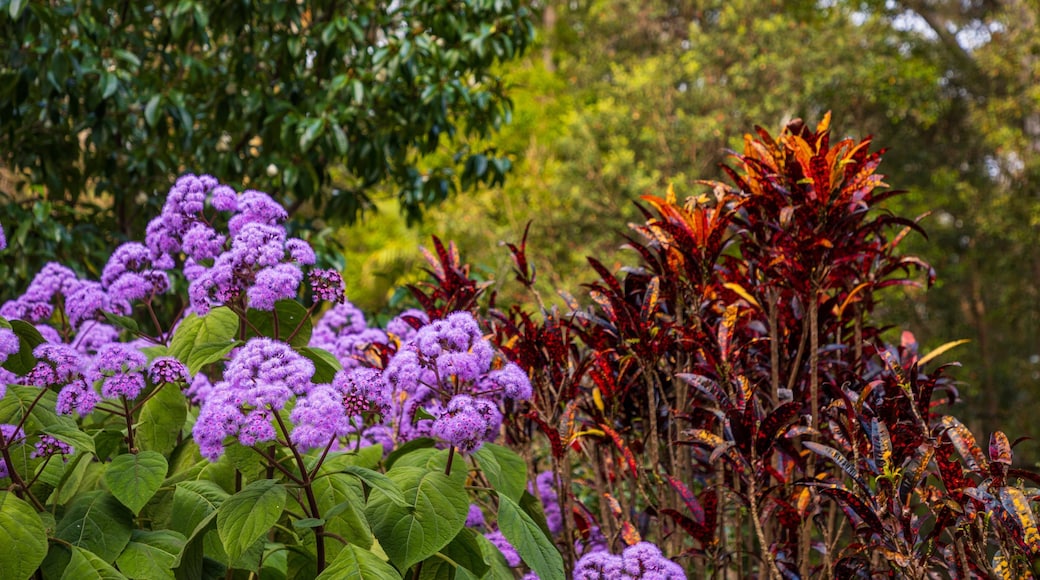 North Coast Botanic Gardens showing wildflowers and a garden