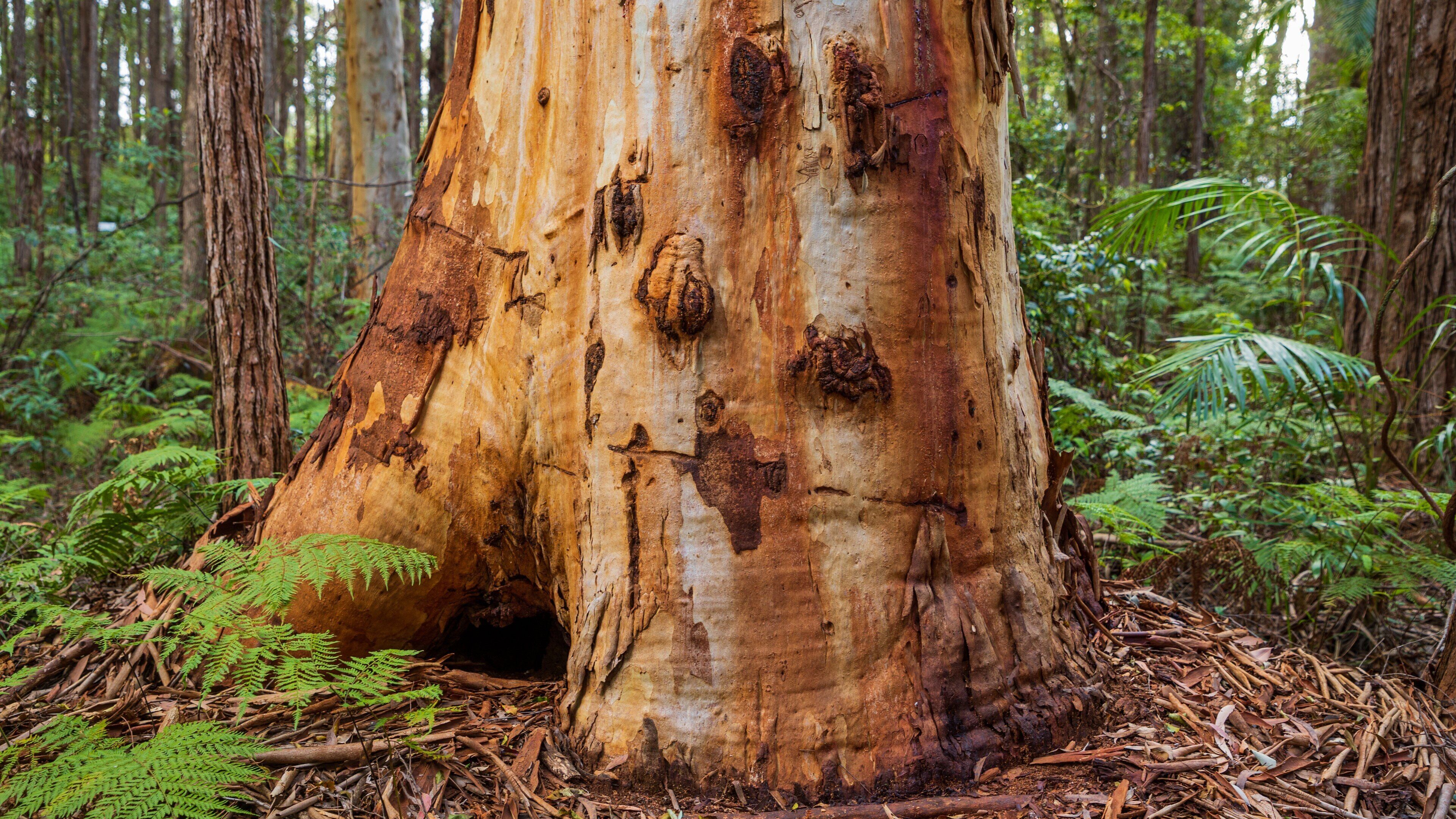 North Coast Botanic Gardens which includes forest scenes