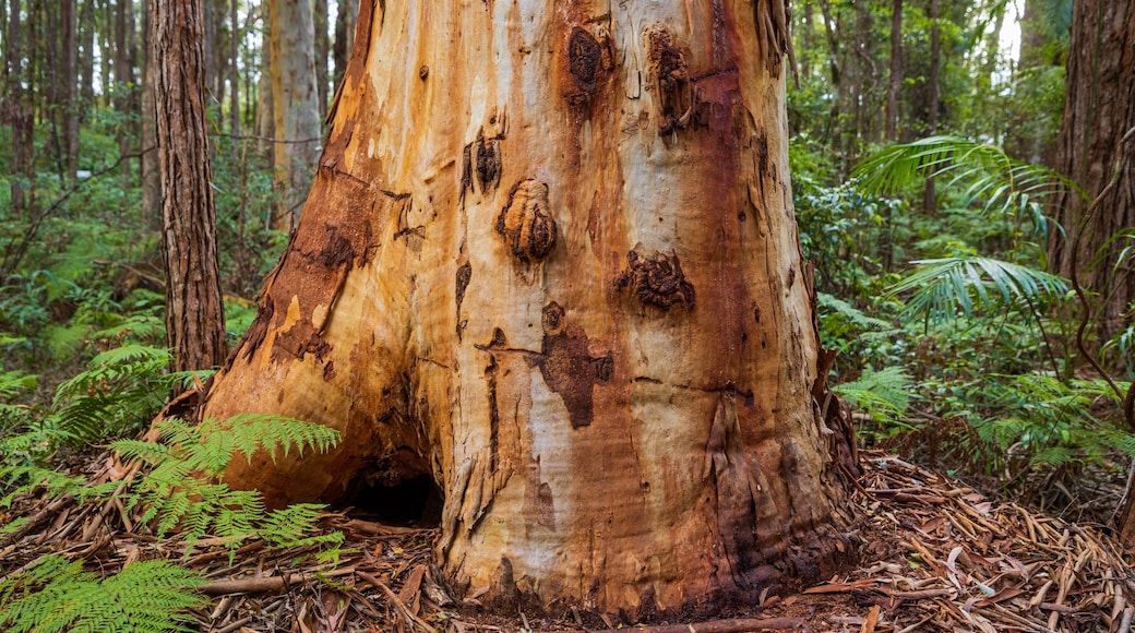 North Coast Botanic Gardens which includes forest scenes