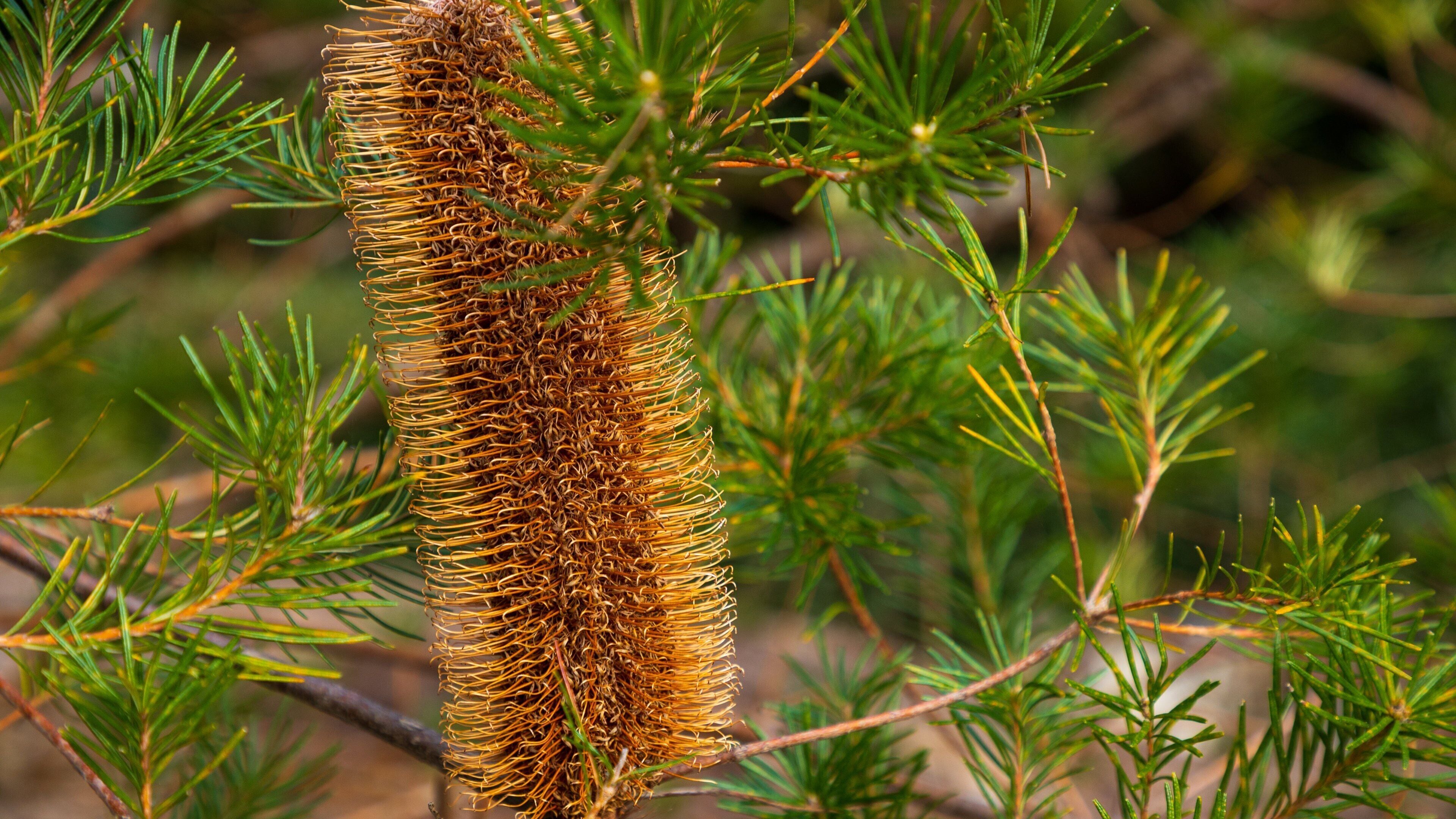 Un primo piano di un ramo di conifero con foglie aghiformi e un cono seme bruno allungato e ben visibile.
