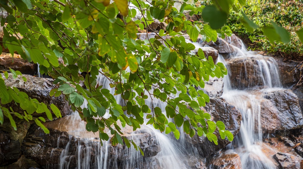 North Coast Botanic Gardens featuring a river or creek and a waterfall