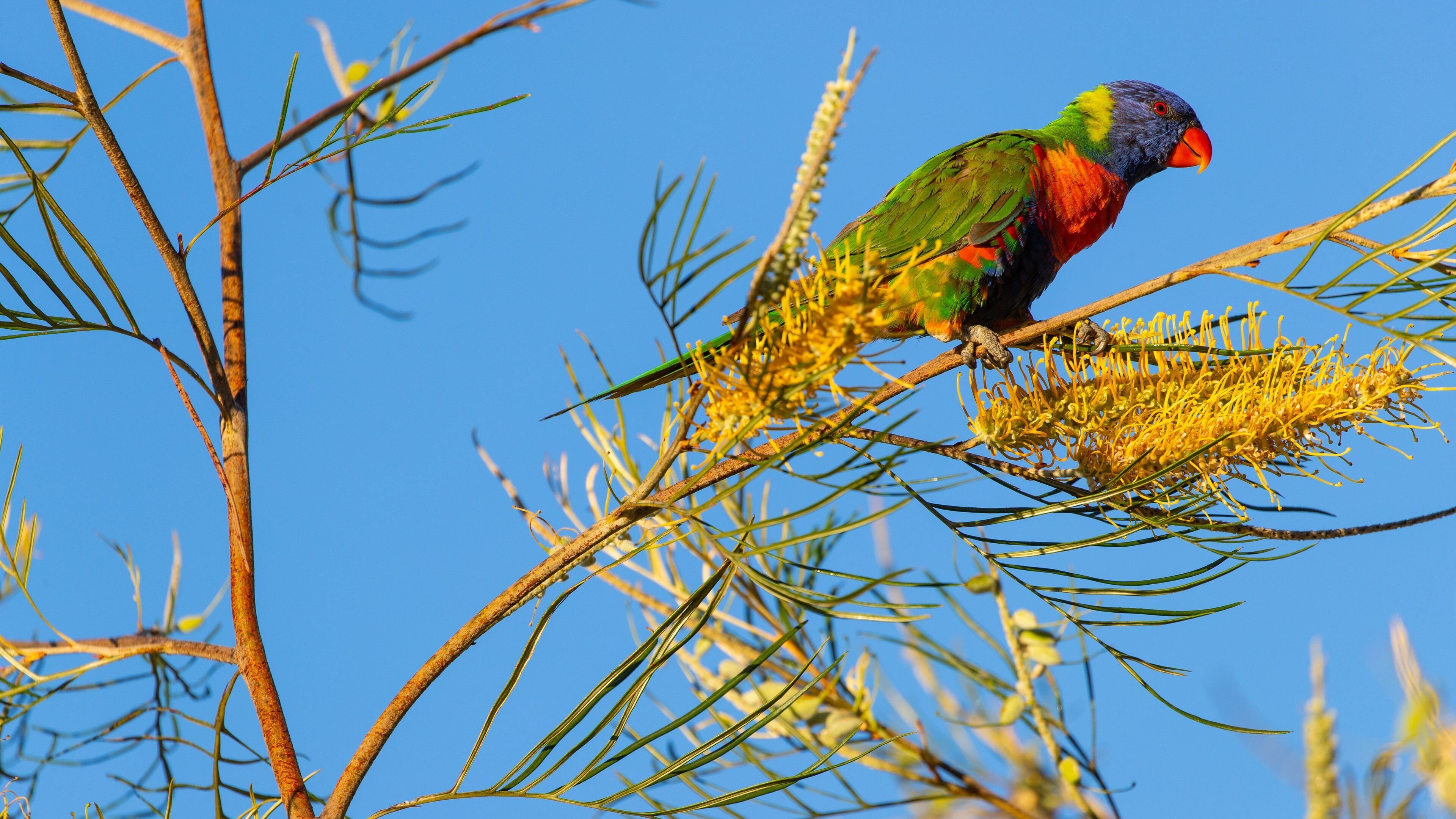 Kershaw Gardens showing bird life