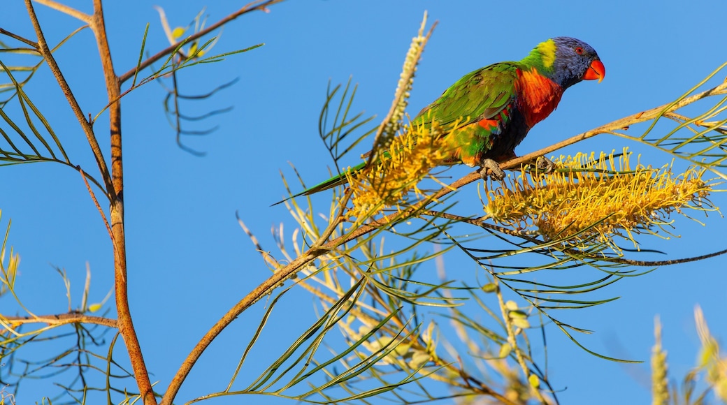 Kershaw Gardens showing bird life
