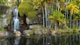 Une cascade d’eau se déversant sur des rochers, entourée d’une végétation luxuriante et de palmiers.