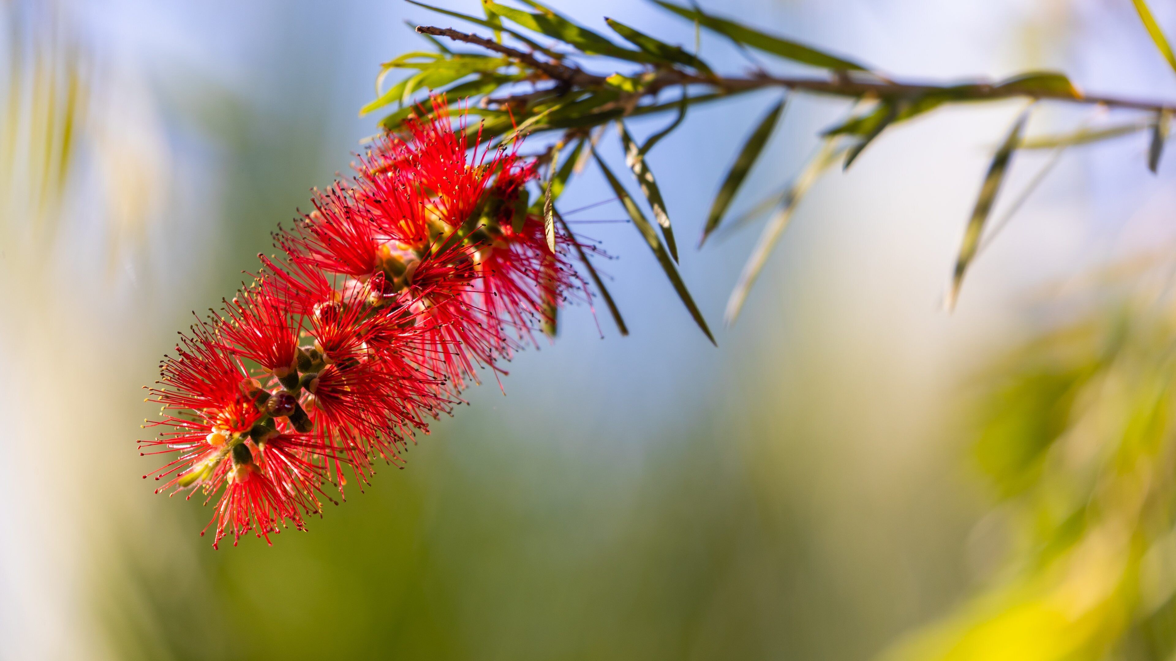 Kershaw Gardens which includes wildflowers