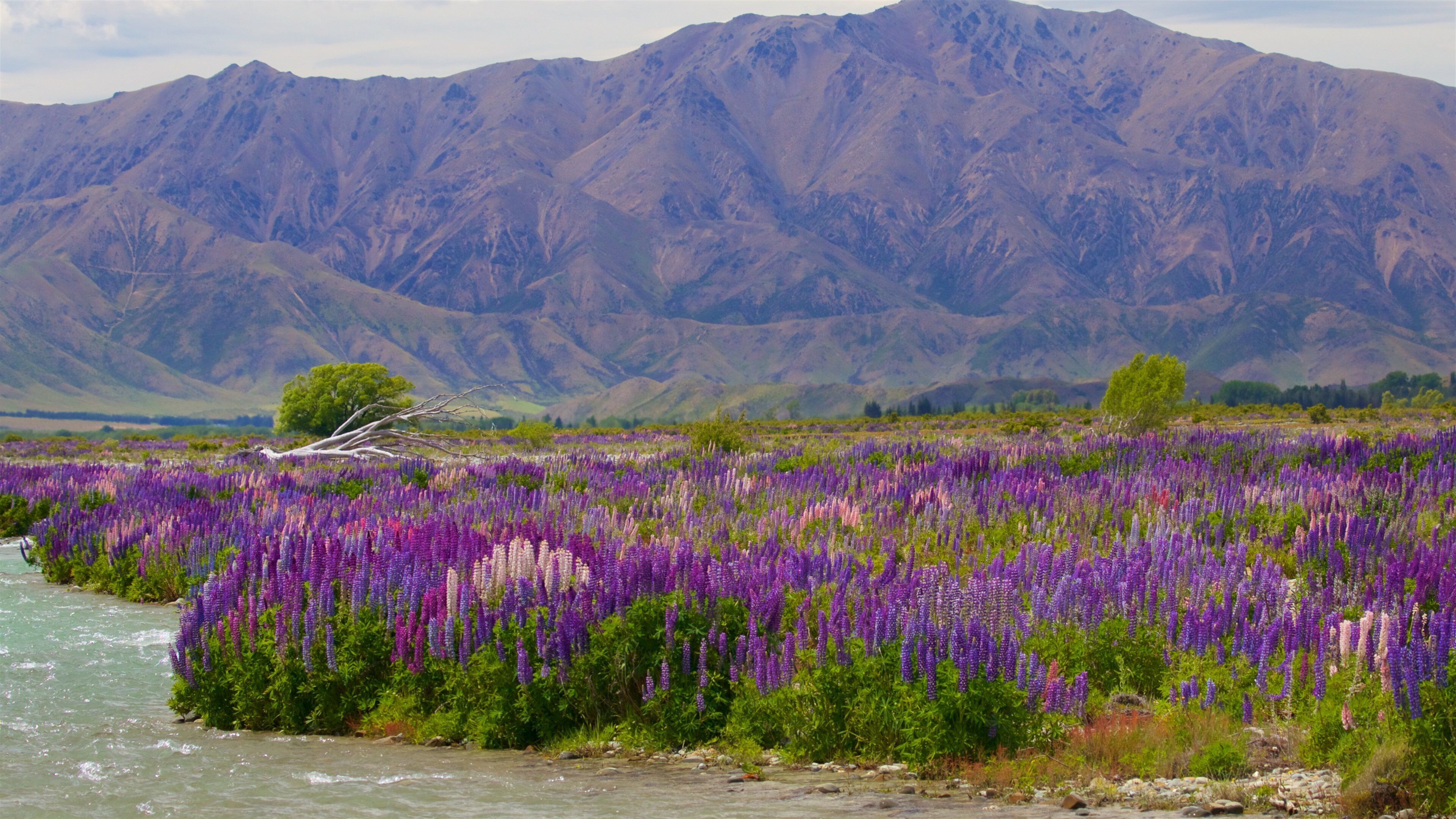 Clay Cliffs showing mountains, a river or creek and wild flowers