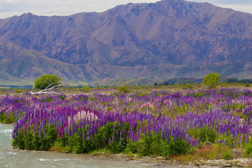 Un riu serpegen per un camp de flors de lupí púrpura, amb muntanyes al fons.