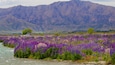 Clay Cliffs featuring wild flowers, a river or creek and mountains
