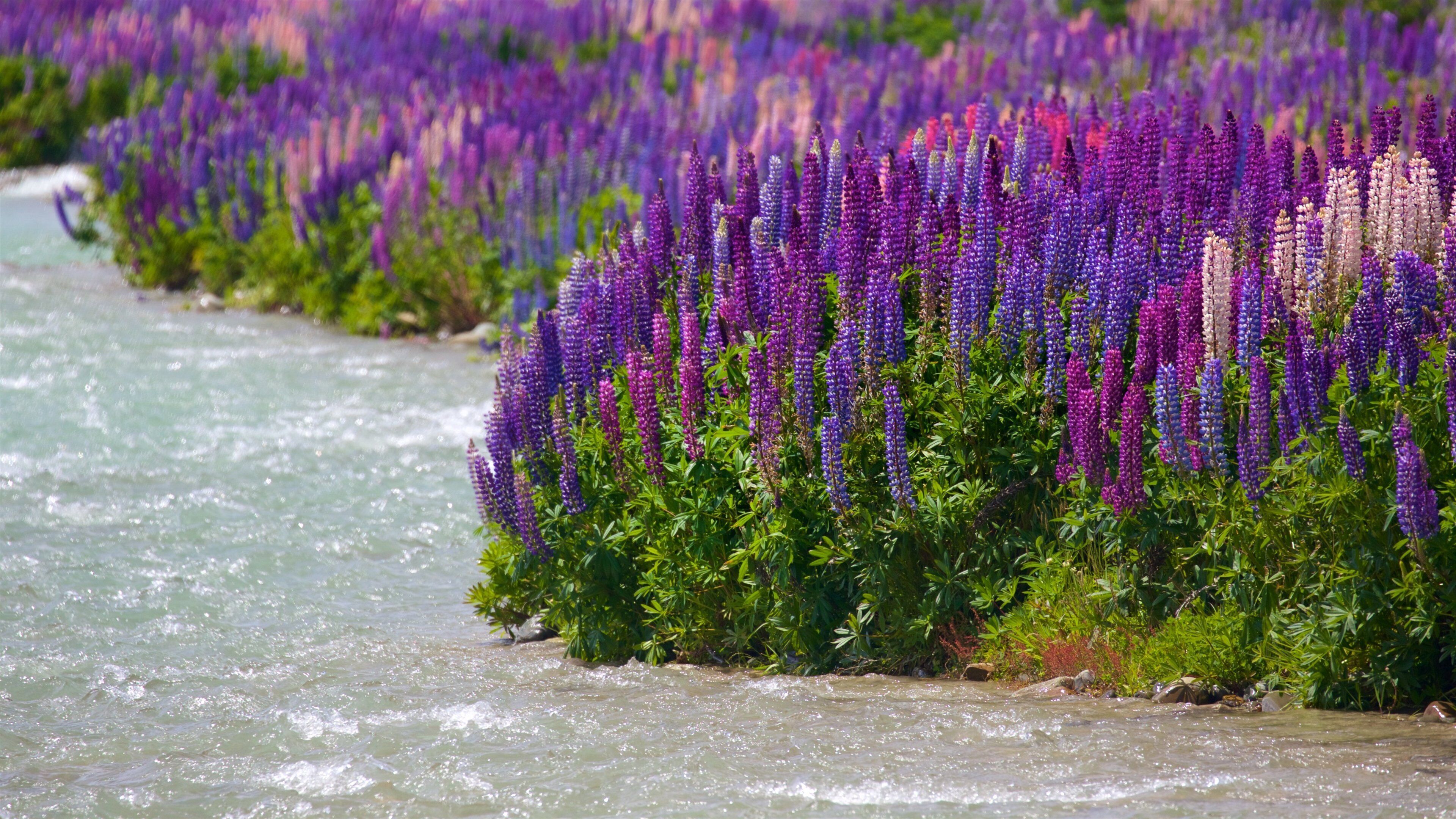 Clay Cliffs showing a river or creek and wildflowers