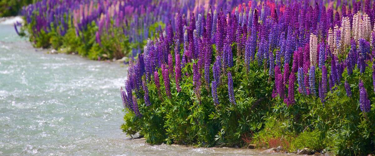 Clay Cliffs showing a river or creek and wildflowers