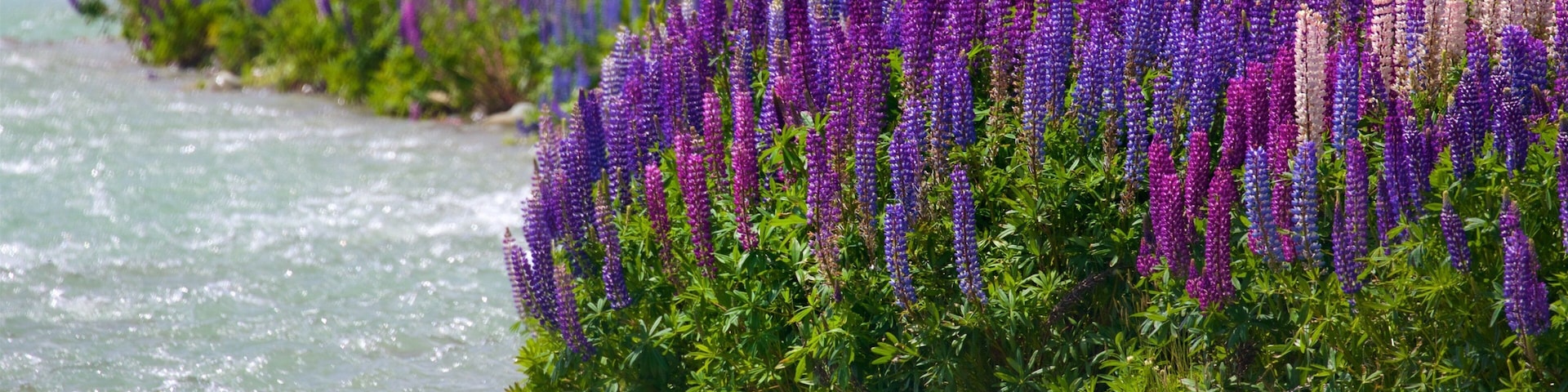 Clay Cliffs ofreciendo un río o arroyo y flores salvajes