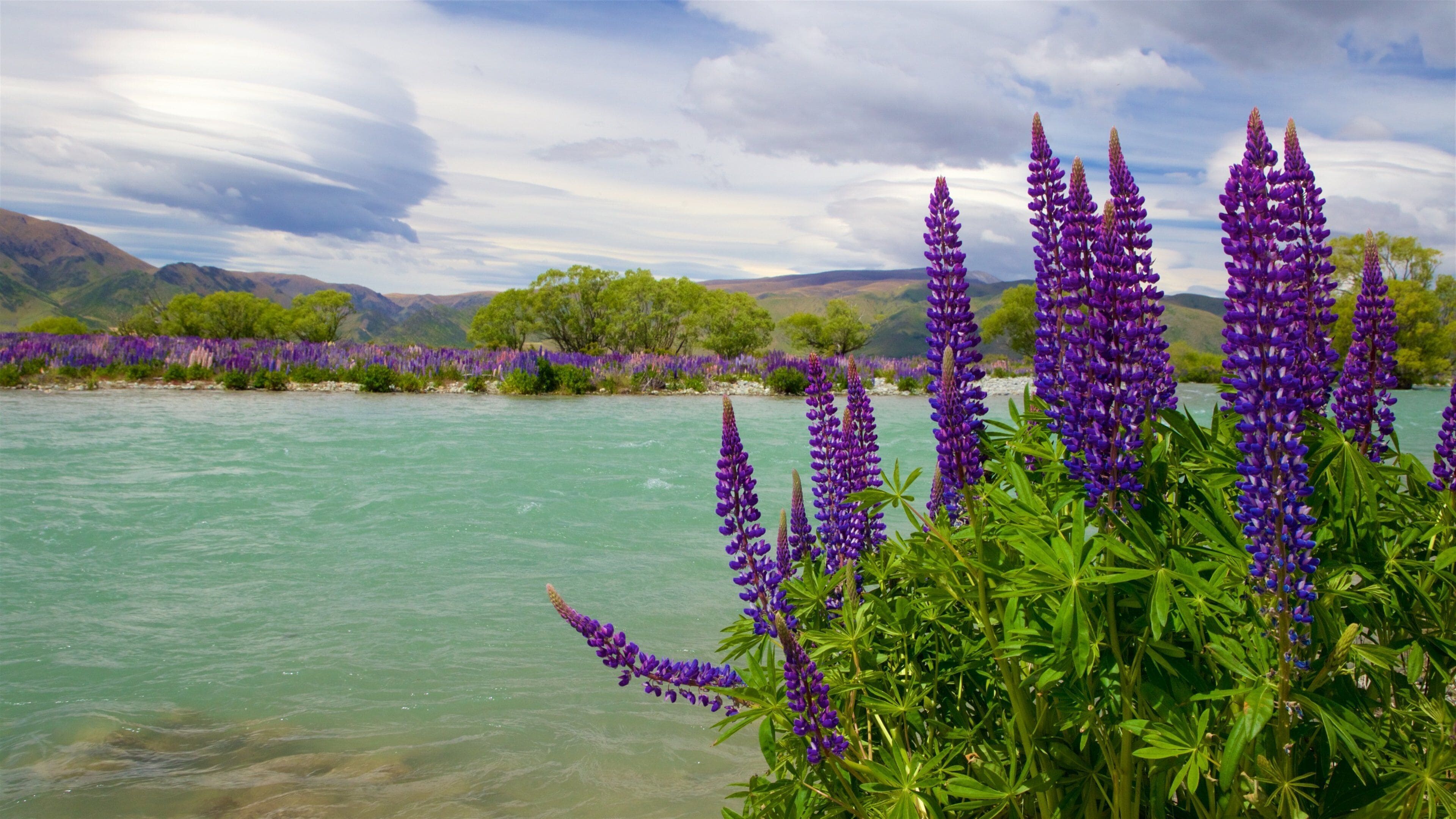 A river with purple lupine flowers in the foreground and mountains in the background.