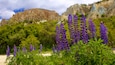 Purple lupine flowers in a field with a rocky mountain backdrop.