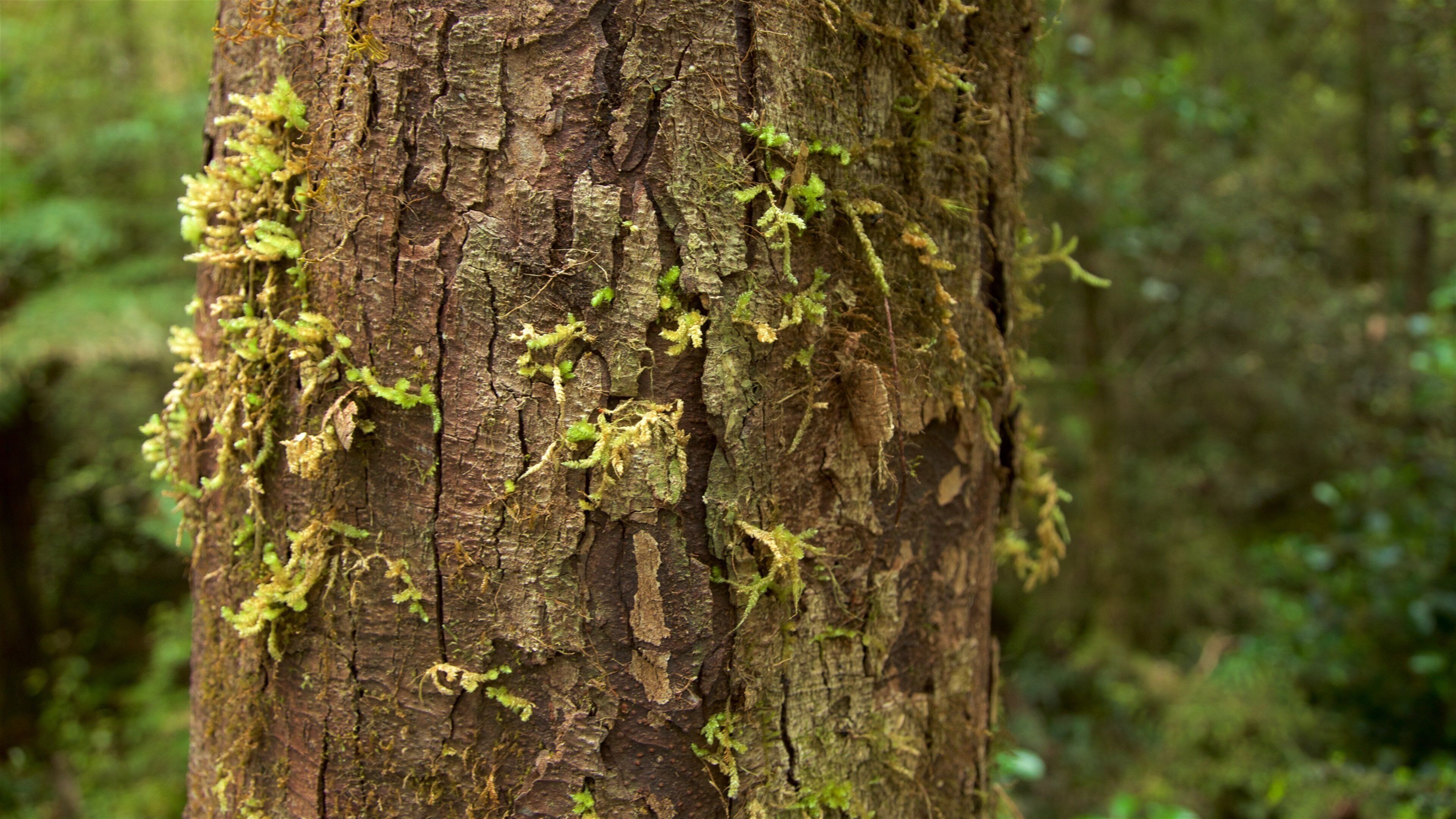 Fox Glacier featuring forests