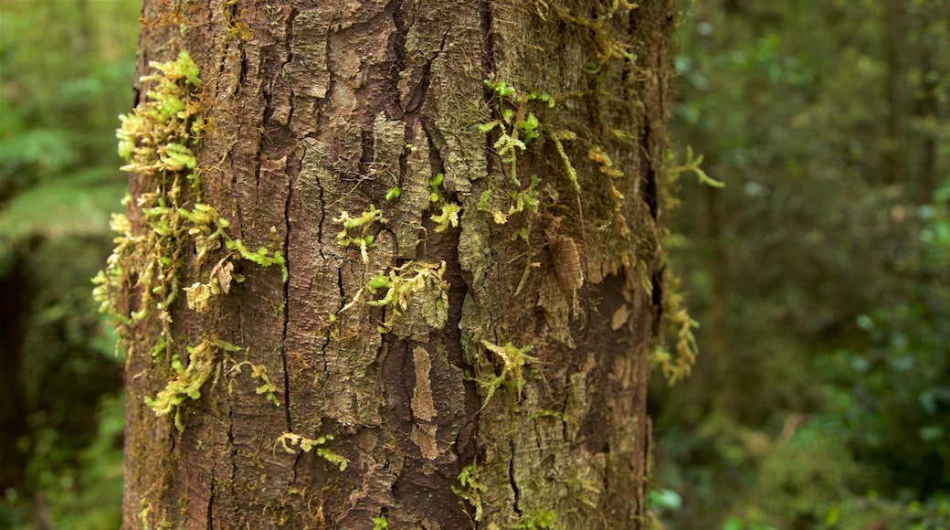 Fox Glacier qui includes scĂšnes forestiĂšres