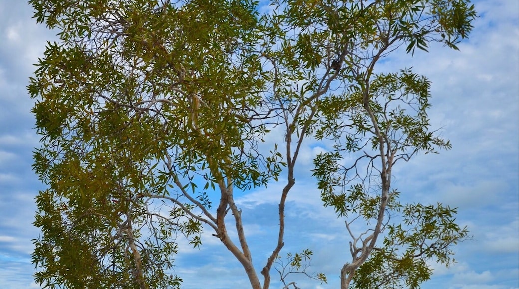 #magicTree #McKenzieLake