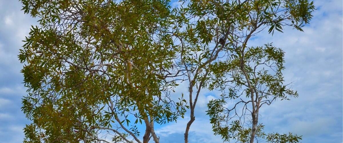 #magicTree #McKenzieLake