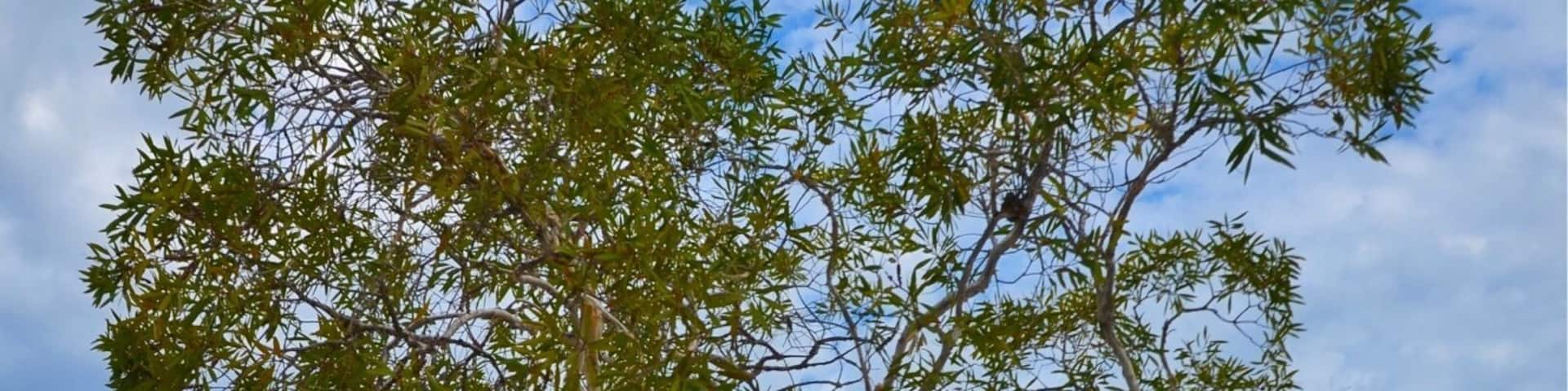 #magicTree #McKenzieLake