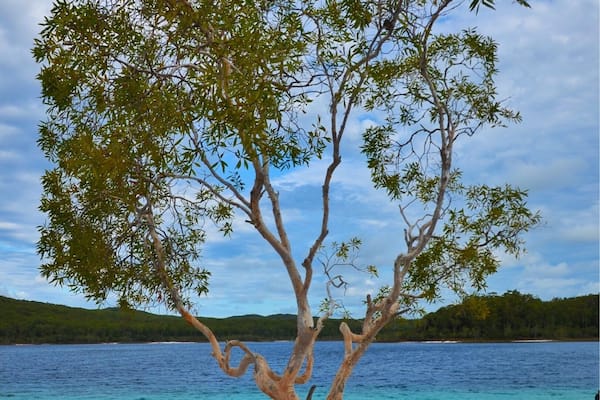 #magicTree #McKenzieLake
