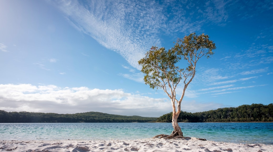 Tree with blue water and white sand at lake McKenzie Fraser Island Queensland australia