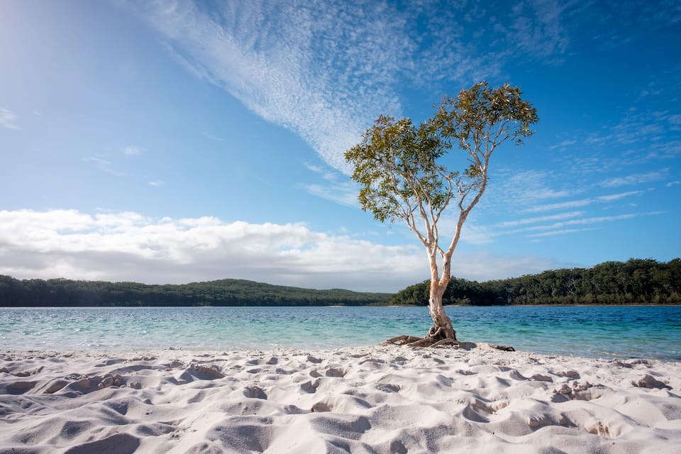 A tree on a sandy beach with clear blue water and green hills in the background.
