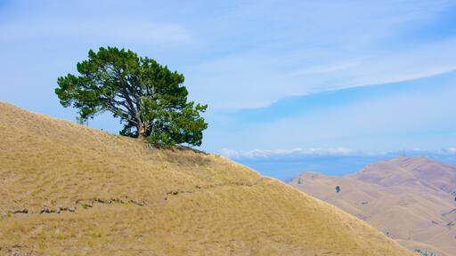 Te Mata Peak