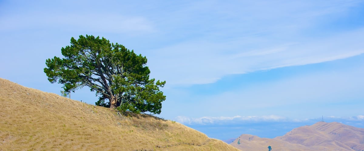 A lone tree on a grassy hill with a clear sky.
