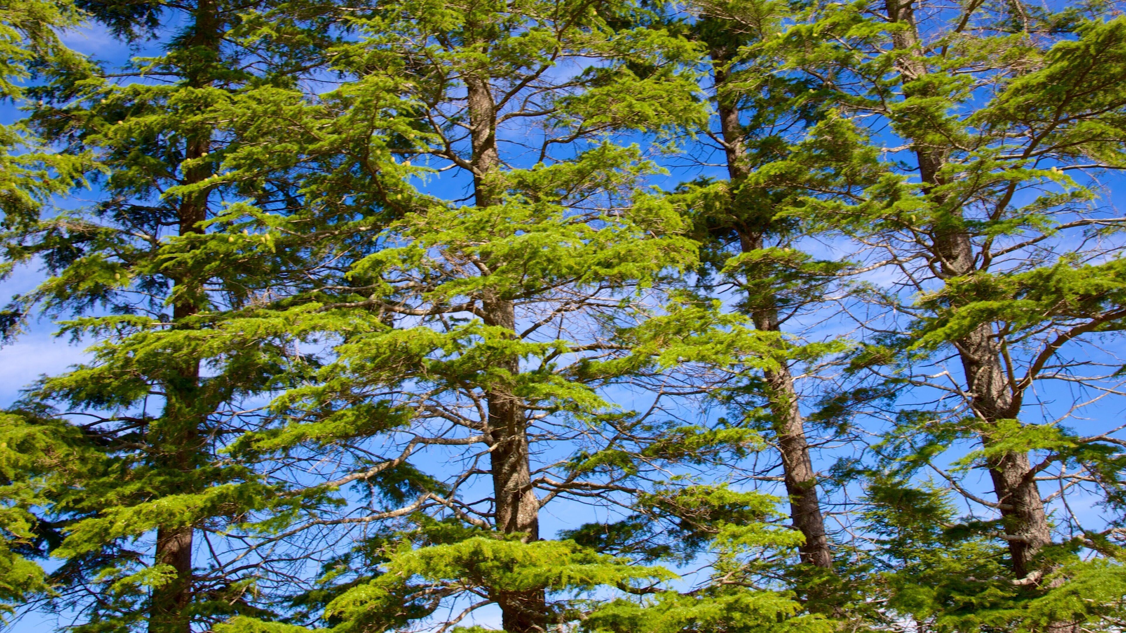 Te Mata Peak featuring forests