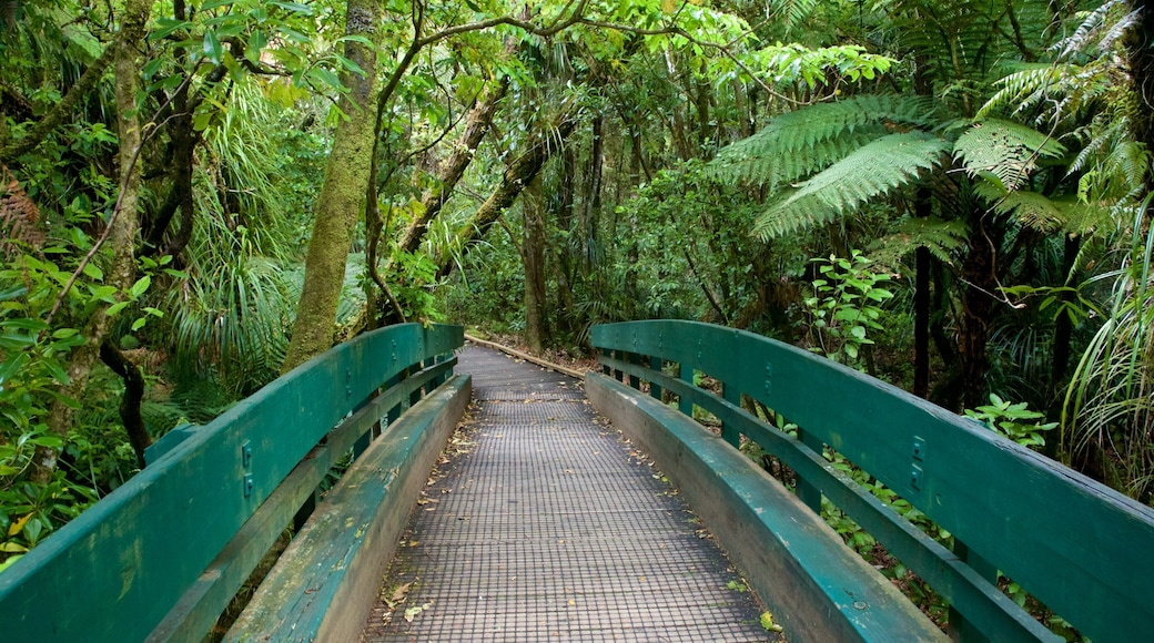 Tane Mahuta featuring a bridge and forests