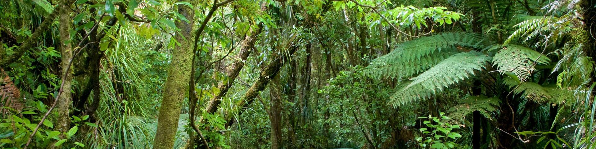Tane Mahuta showing forest scenes and a bridge