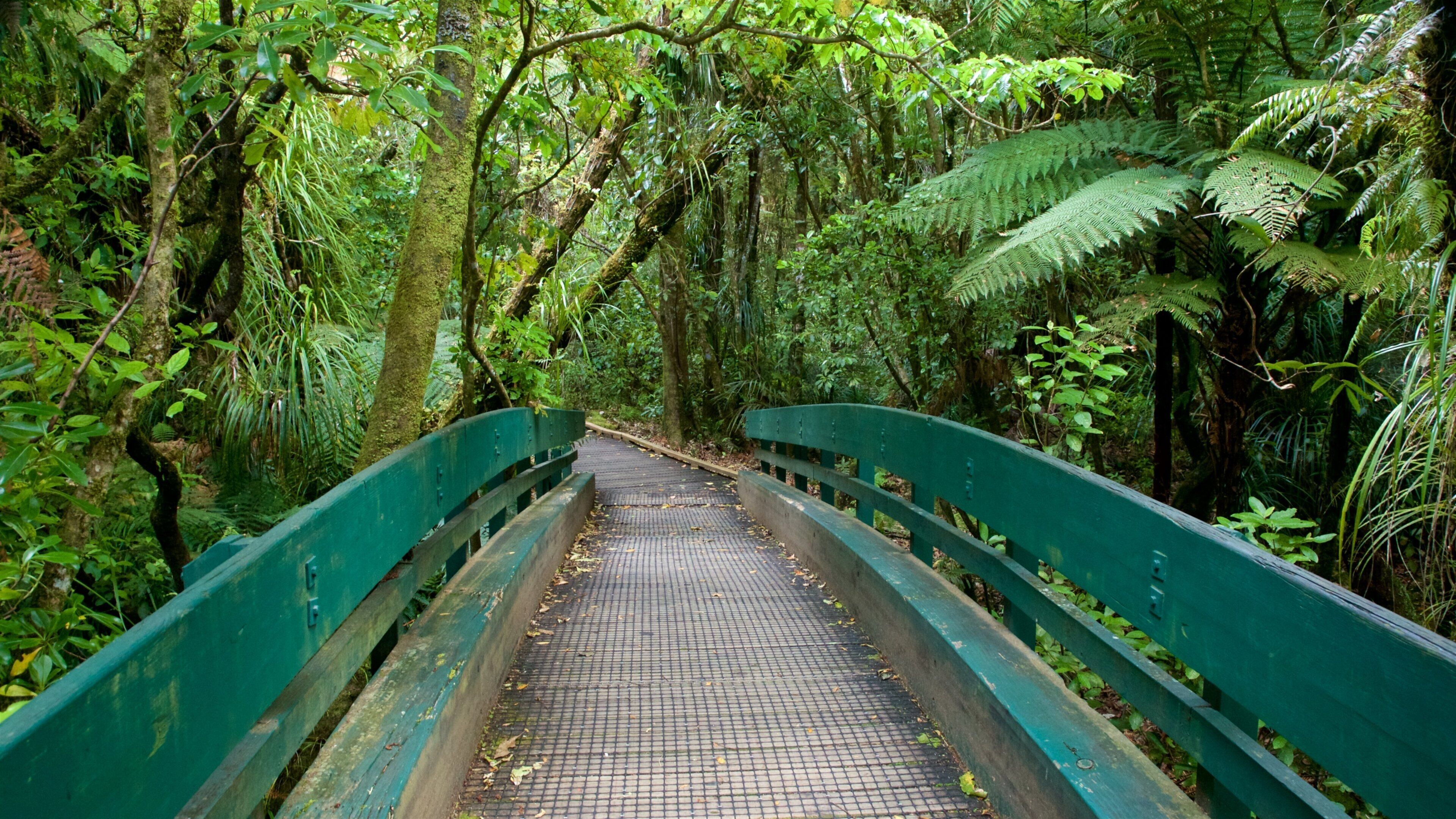 A wooden bridge surrounded by dense green foliage and ferns.