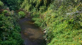Botanica & Cafler Park which includes a river or creek and forests