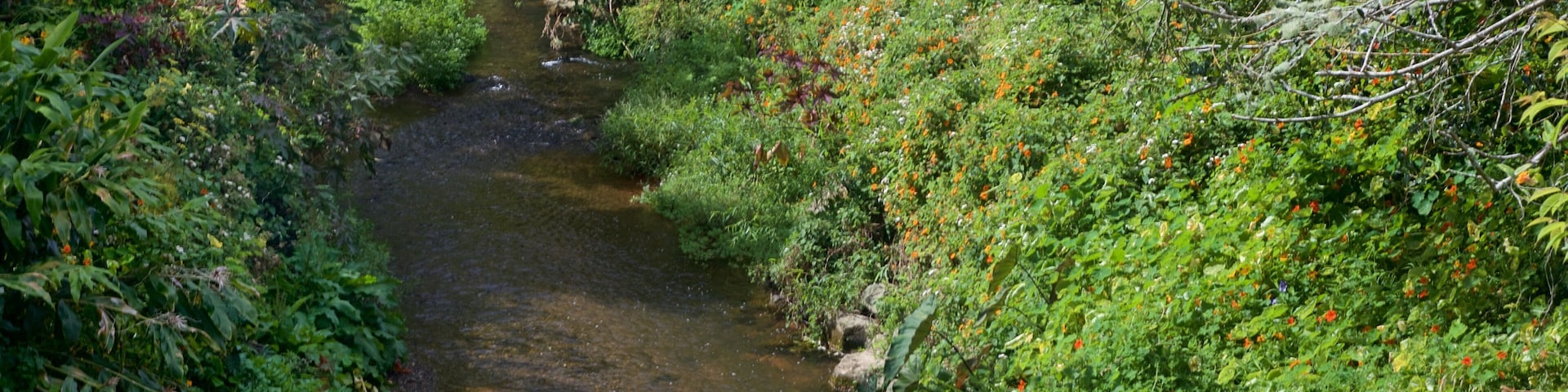 Ein schmaler Fluss fließt durch eine dicht bewachsene Landschaft mit verschiedenen Pflanzen und Bäumen.