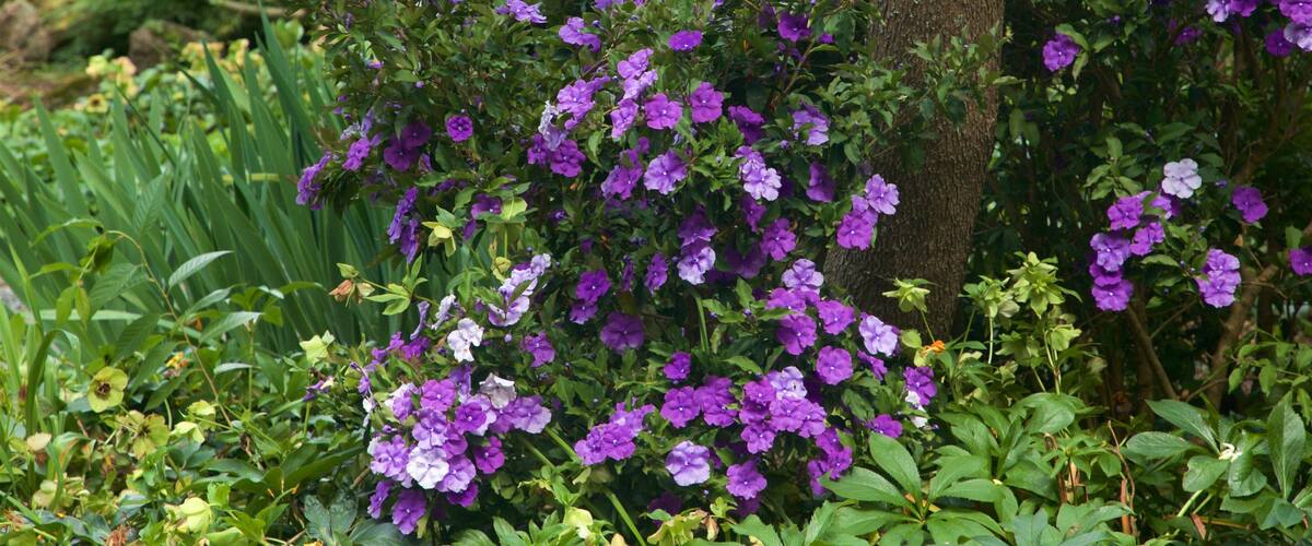 Botanica & Cafler Park which includes wildflowers