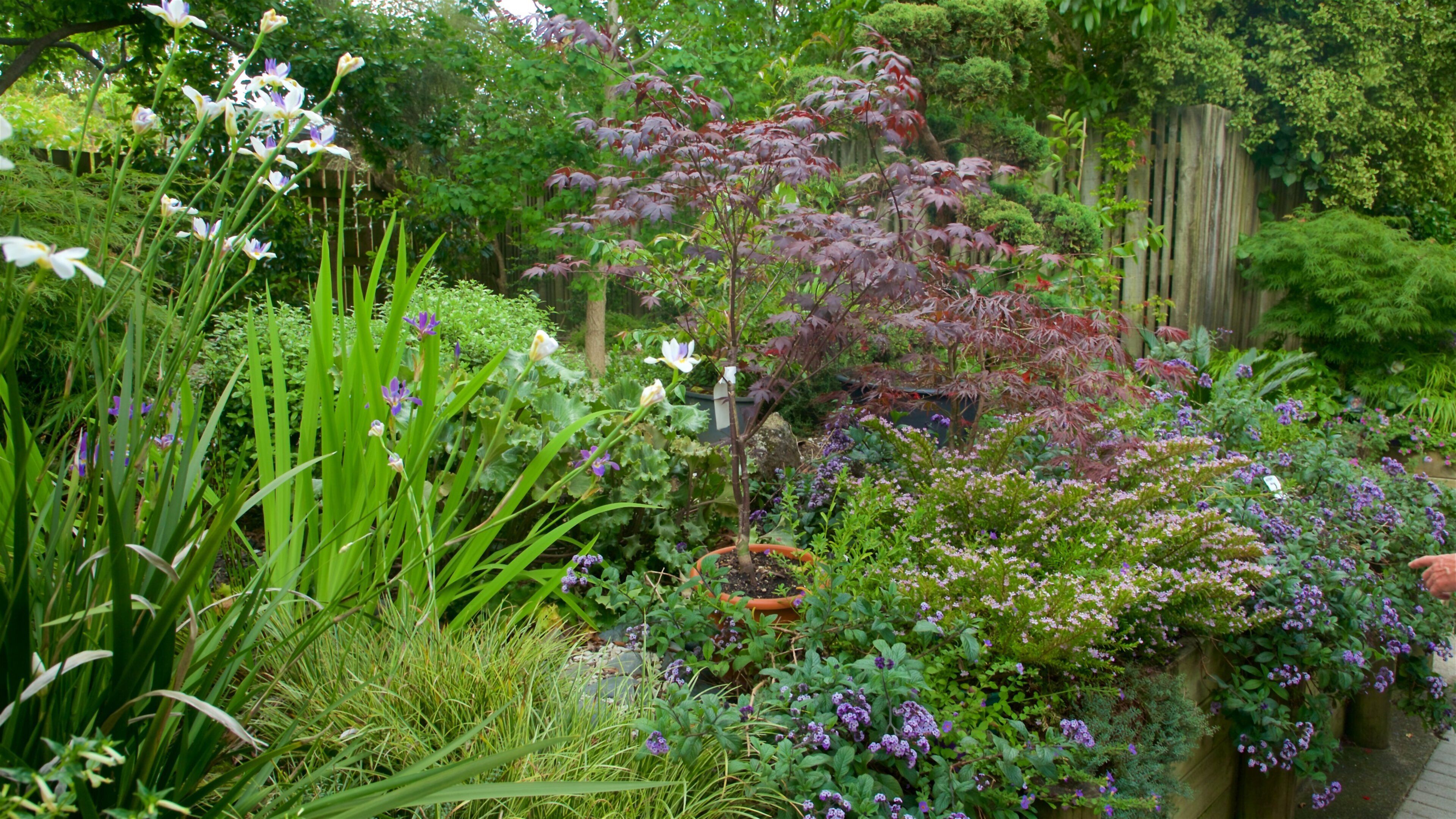 Botanica & Cafler Park som viser villblomster og hage