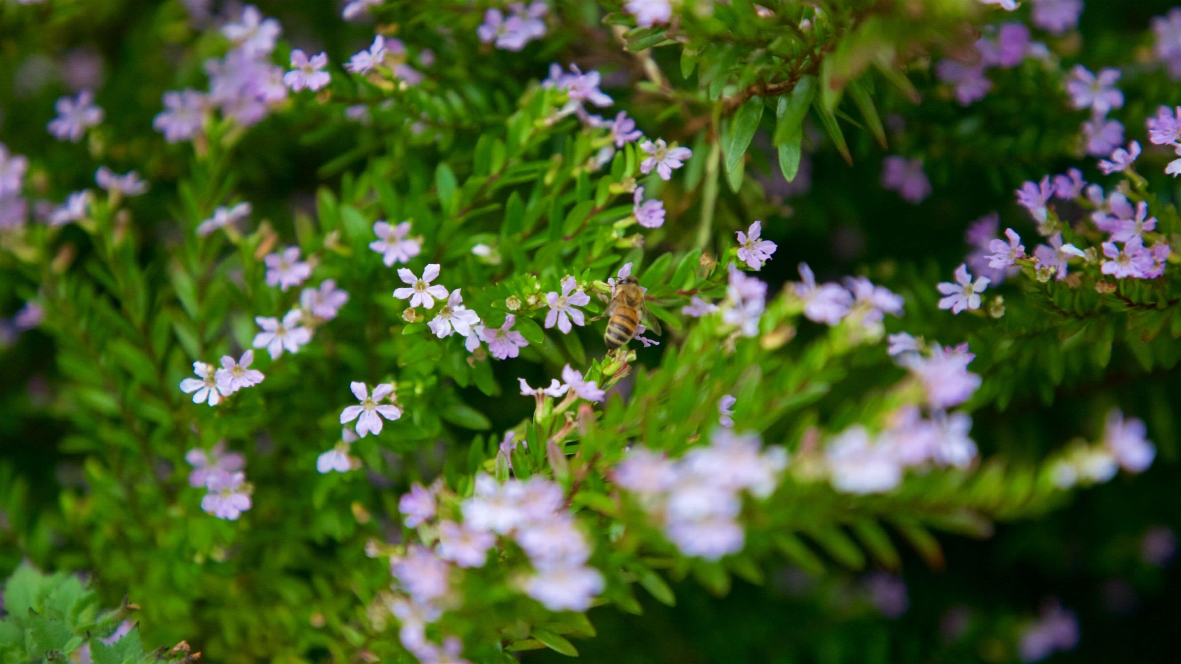 Botanica & Cafler Park presenterar blommor