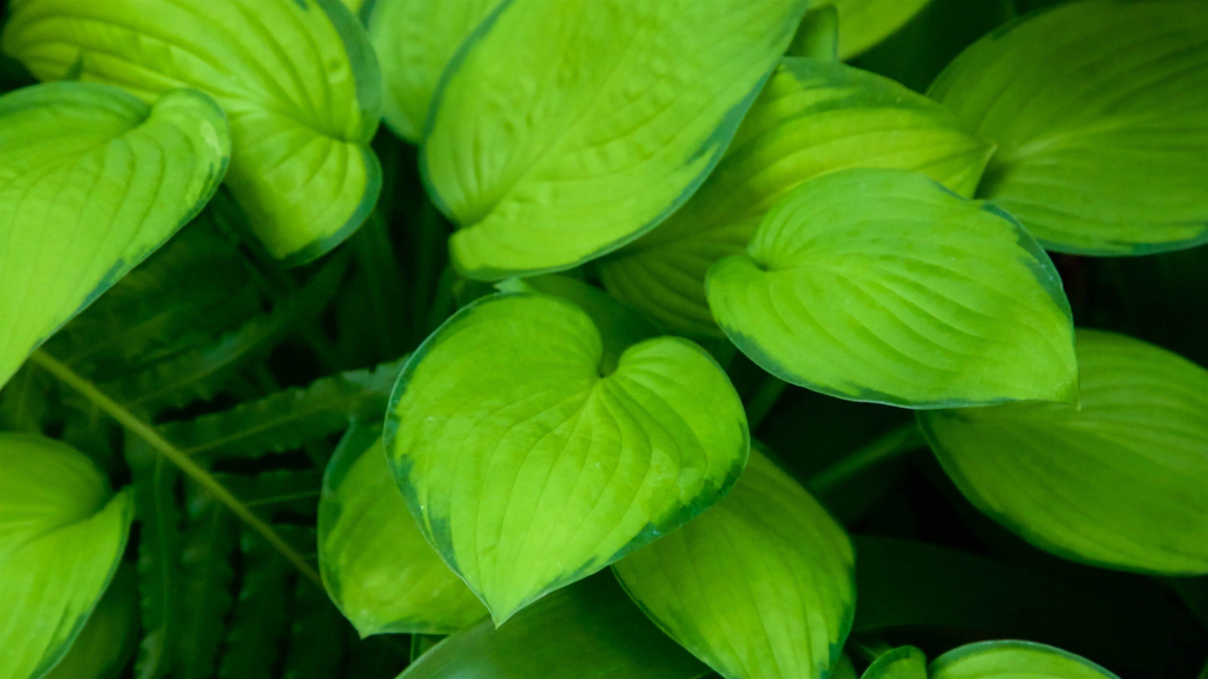Botanica & Cafler Park showing forests