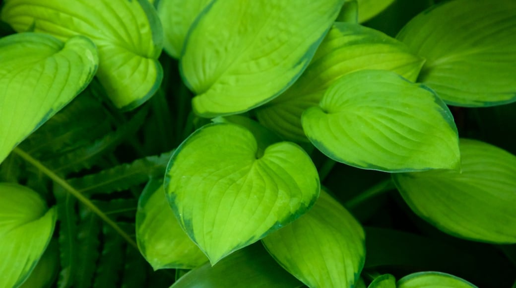 Botanica & Cafler Park showing forests