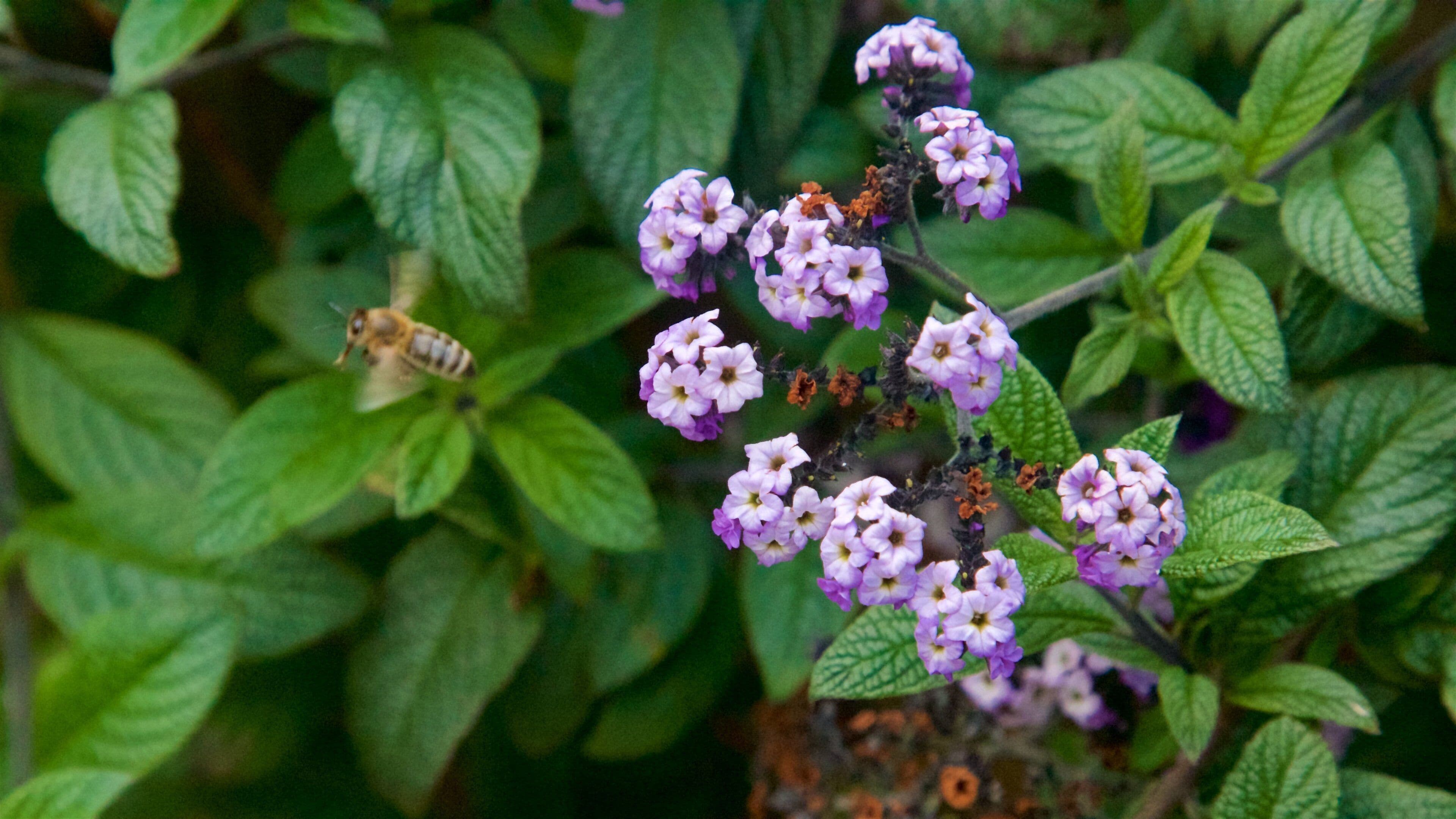 Botanica & Cafler Park mostrando flores silvestres e animais
