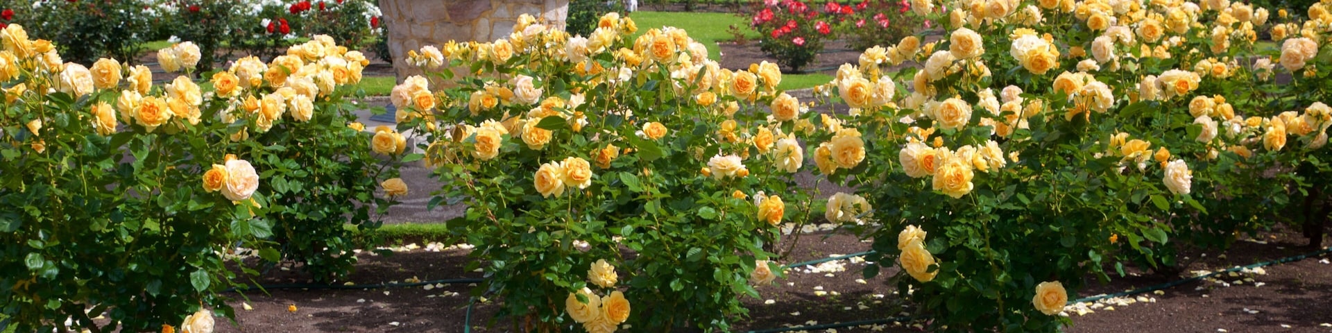 Botanica & Cafler Park featuring flowers and a garden