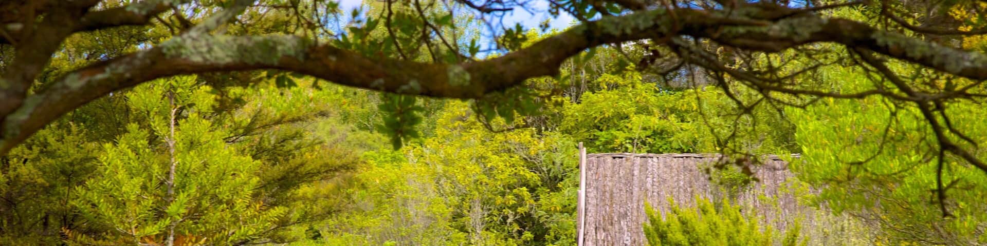 Wairakei showing forest scenes and a park