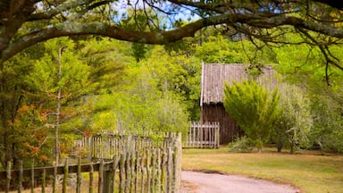 Wairakei showing a park and forests