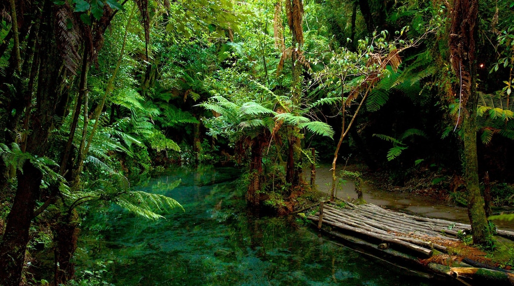 Rotorua toont regenwoud en een rivier of beek