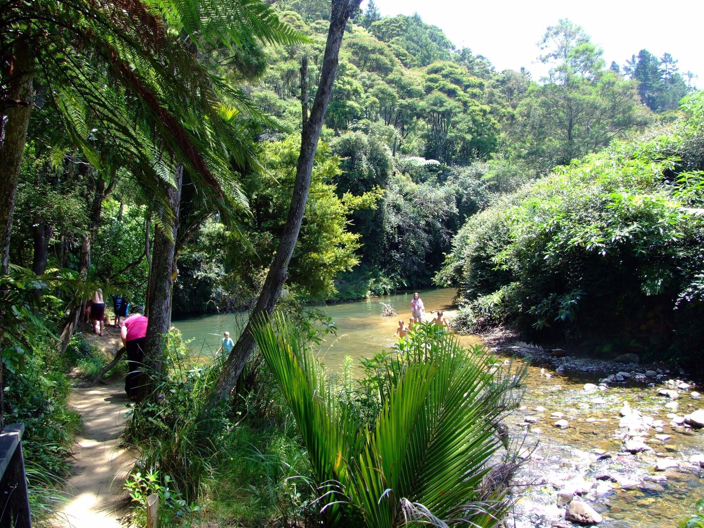 A river surrounded by dense forest and a dirt path.