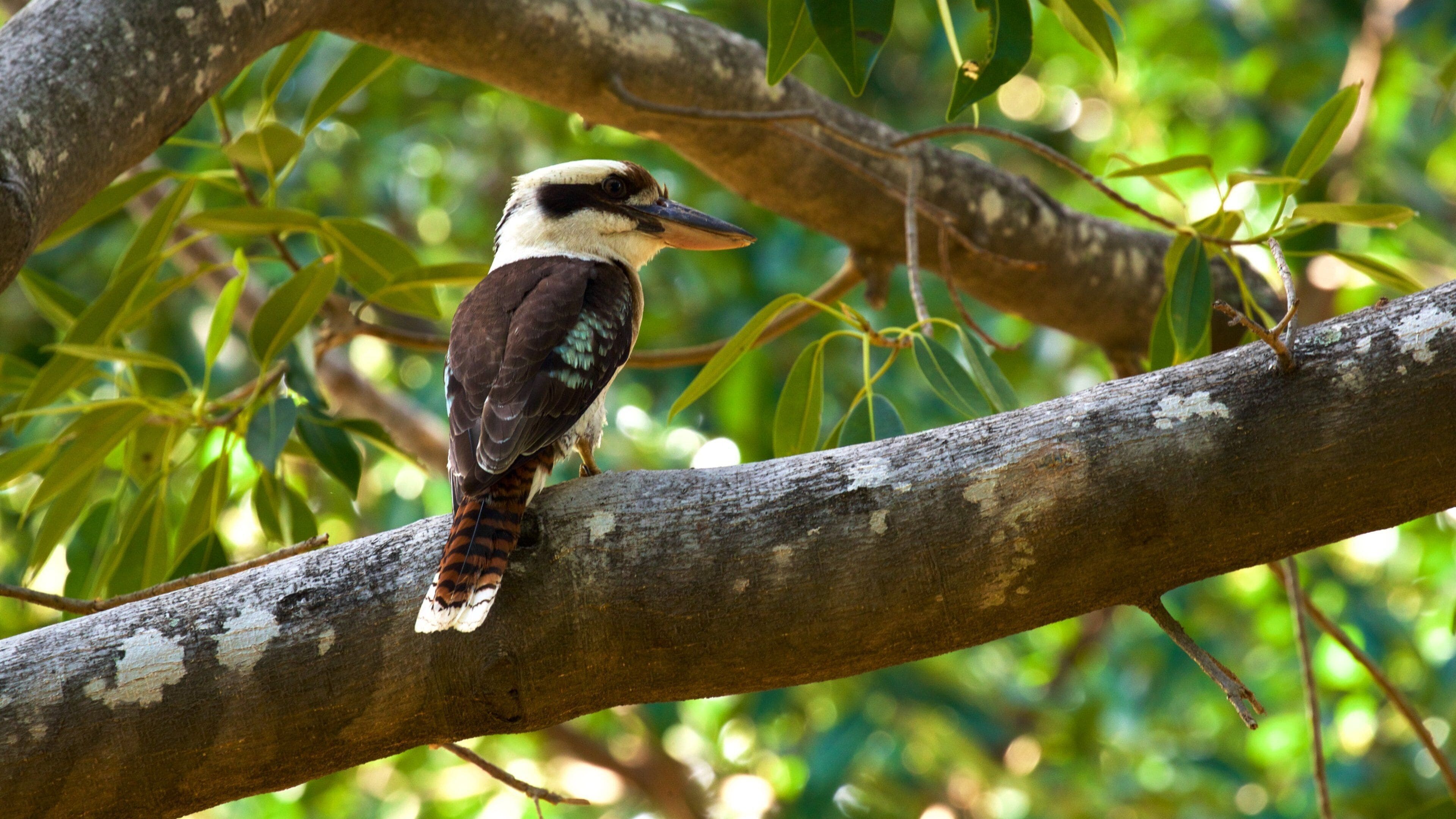 Queens Gardens showing bird life