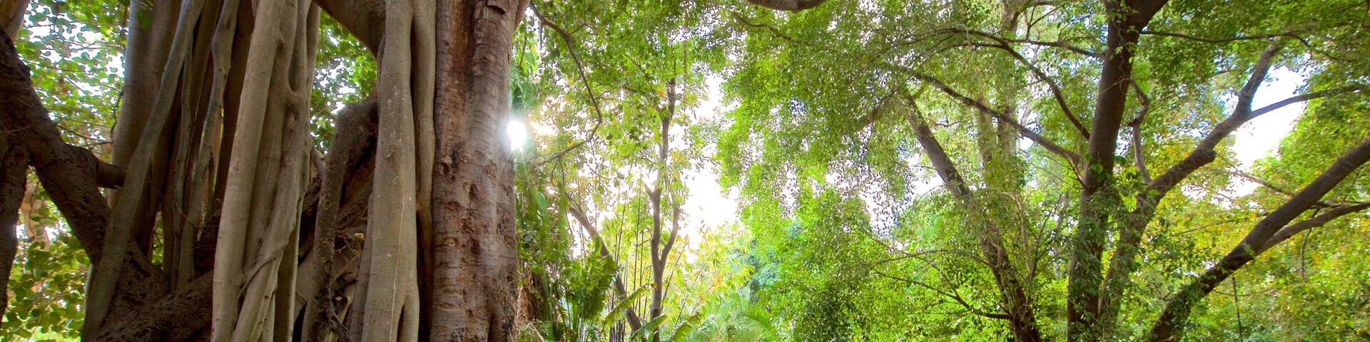 A dirt path flanked by large trees and lush greenery.