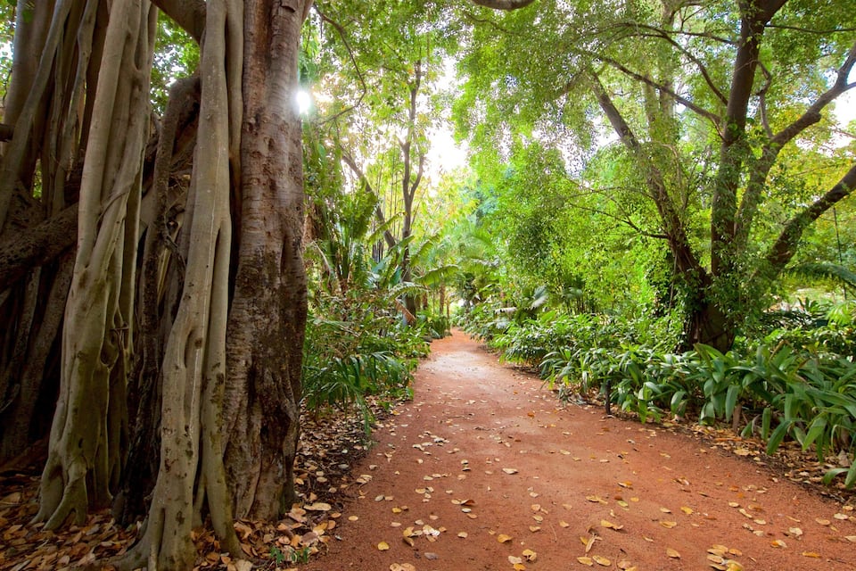 A dirt path flanked by large trees and lush greenery.